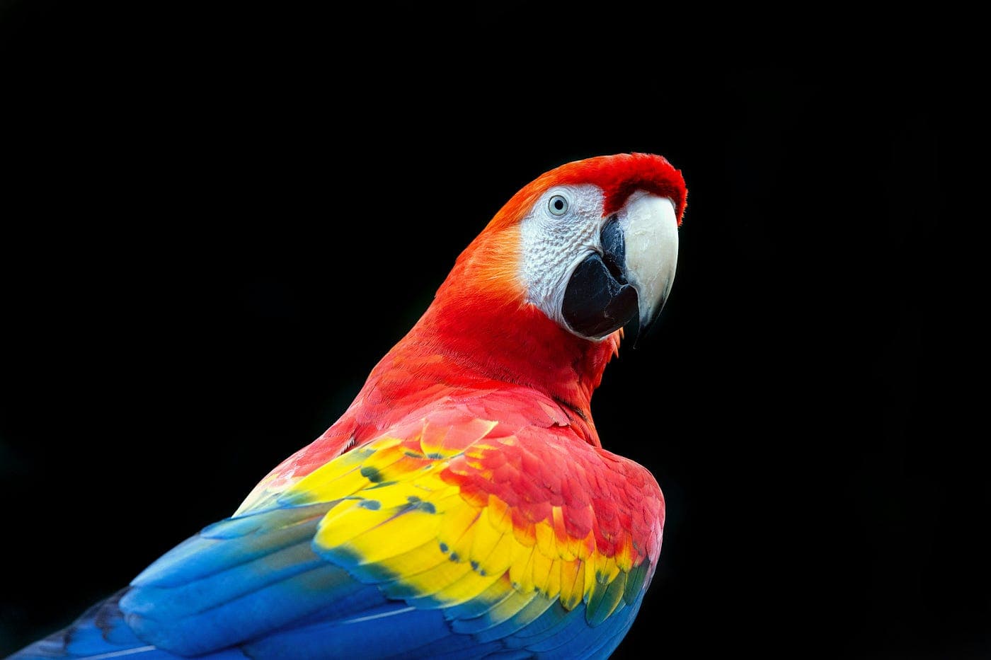 African Grey Parrots for Sale – Fertility &amp; Health Assured by Amazing Birds Farm