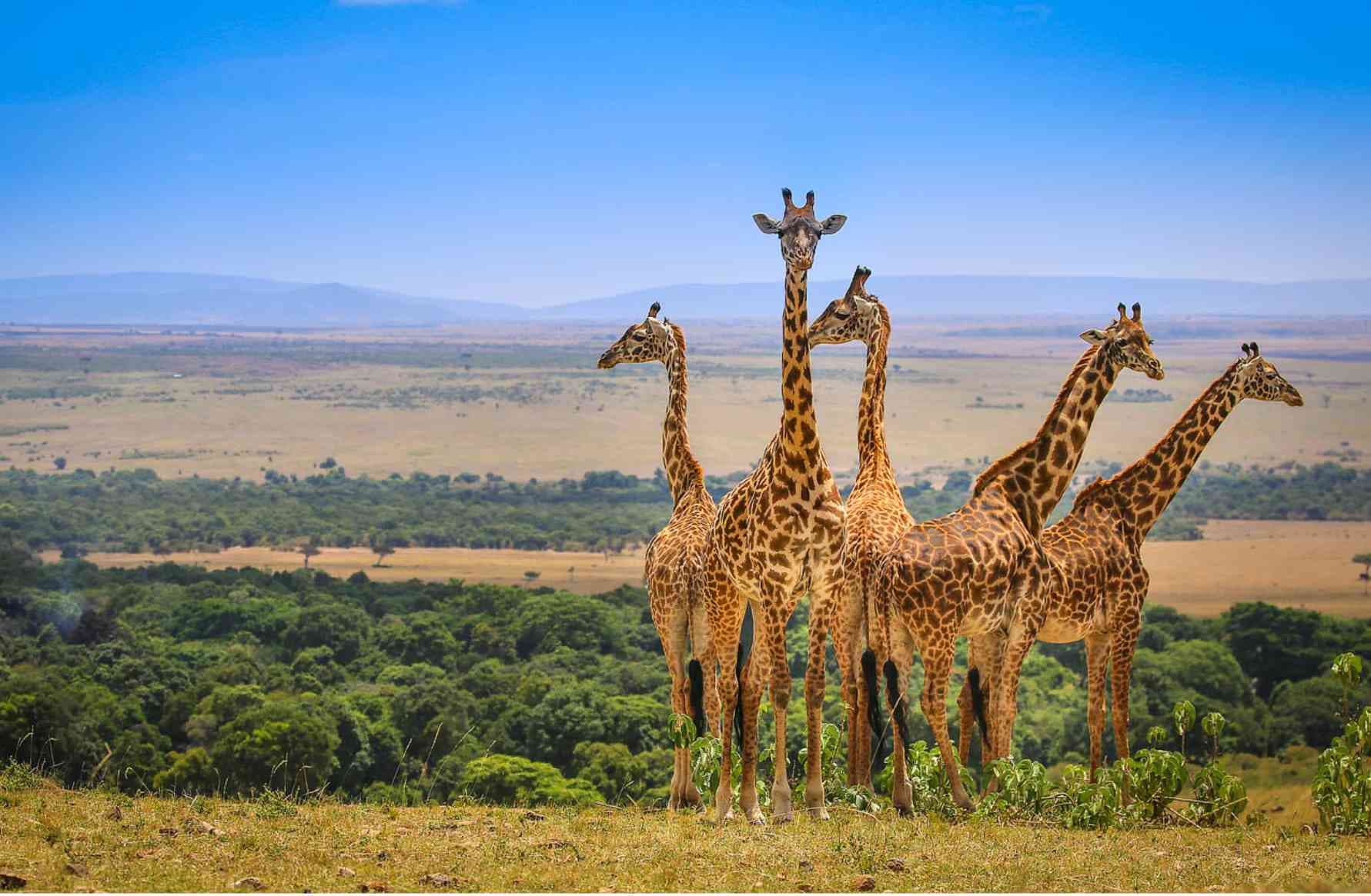 Top Destinations for an Unforgettable Tanzania Safari