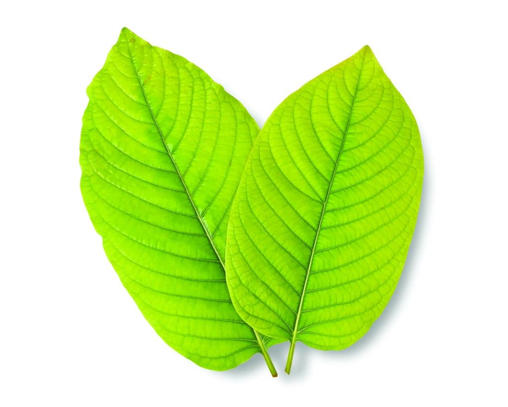 Where to Buy Kratom Tea in Chiang Mai: A Local’s Guide