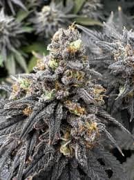 Dein Cannabis Club Hamburg – Blütenbande e.V. stellt sich vor