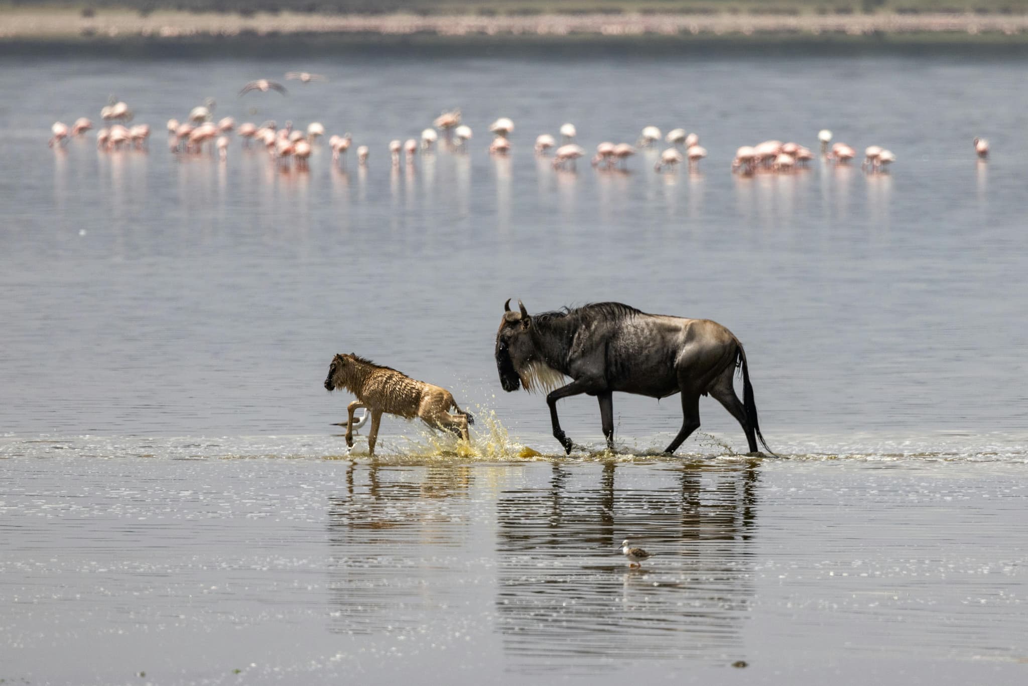 Kenya Tanzania Safari Packages Tailored for Every Traveler
