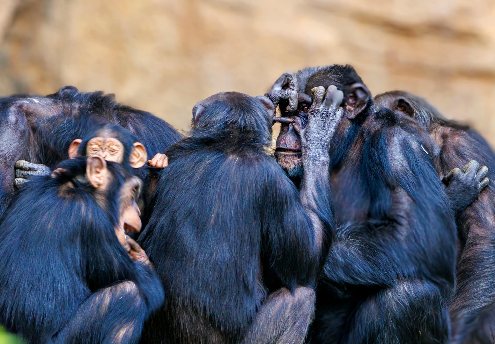 Unforgettable Chimpanzee Trekking Tours in Gombe Stream &amp; Mahale Mountains