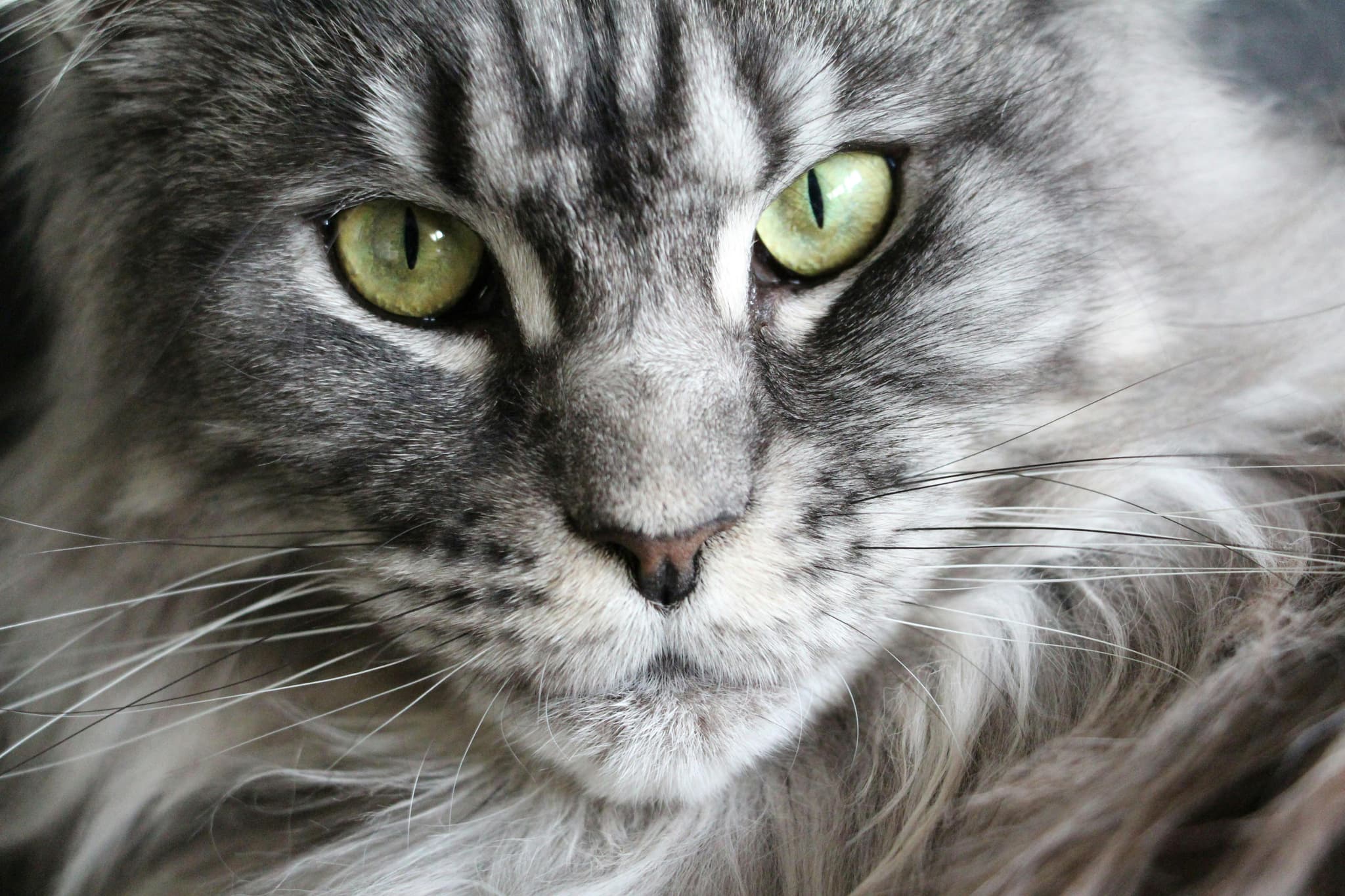 Champion Bloodline Coon Cats for Sale in Northern California