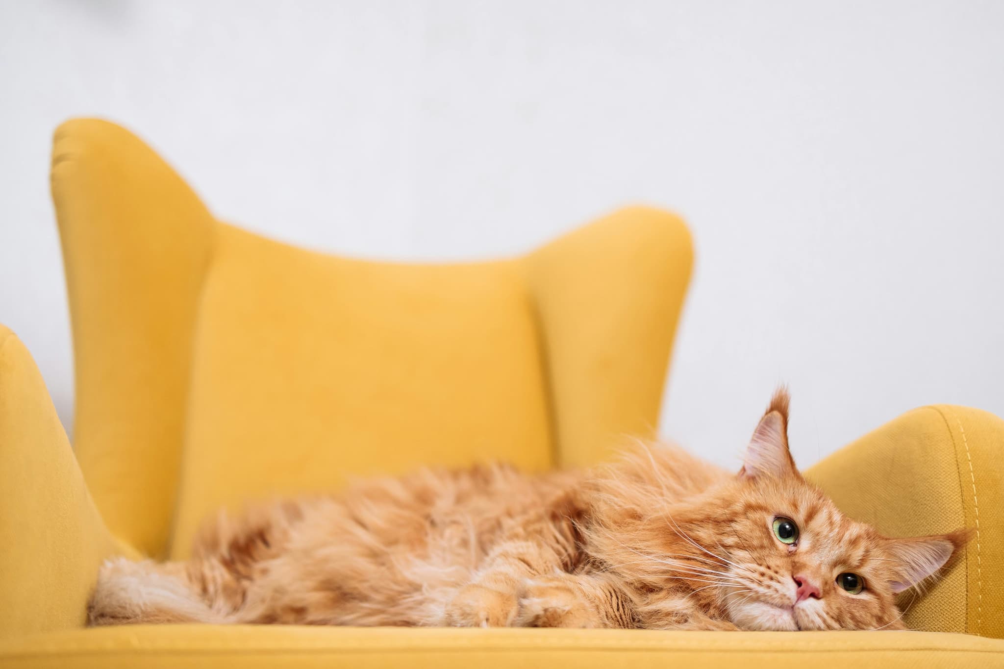 Maine Coon Cats for Sale – Find Your Perfect Feline Companion Today