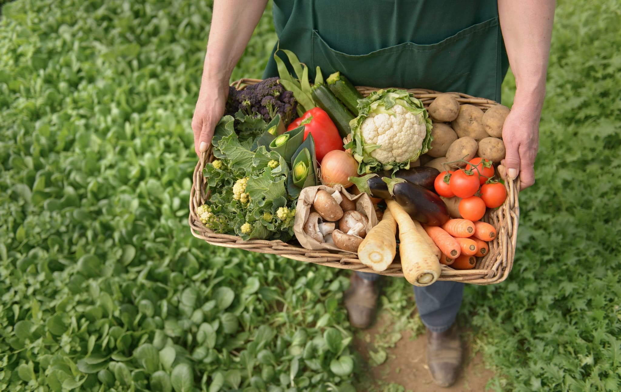 Organic Ingredients: The Foundation of Clean Living