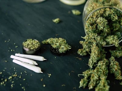 Wholesale CBD Flowers Spain para tiendas y distribuidores con stock estable en La Cosechera