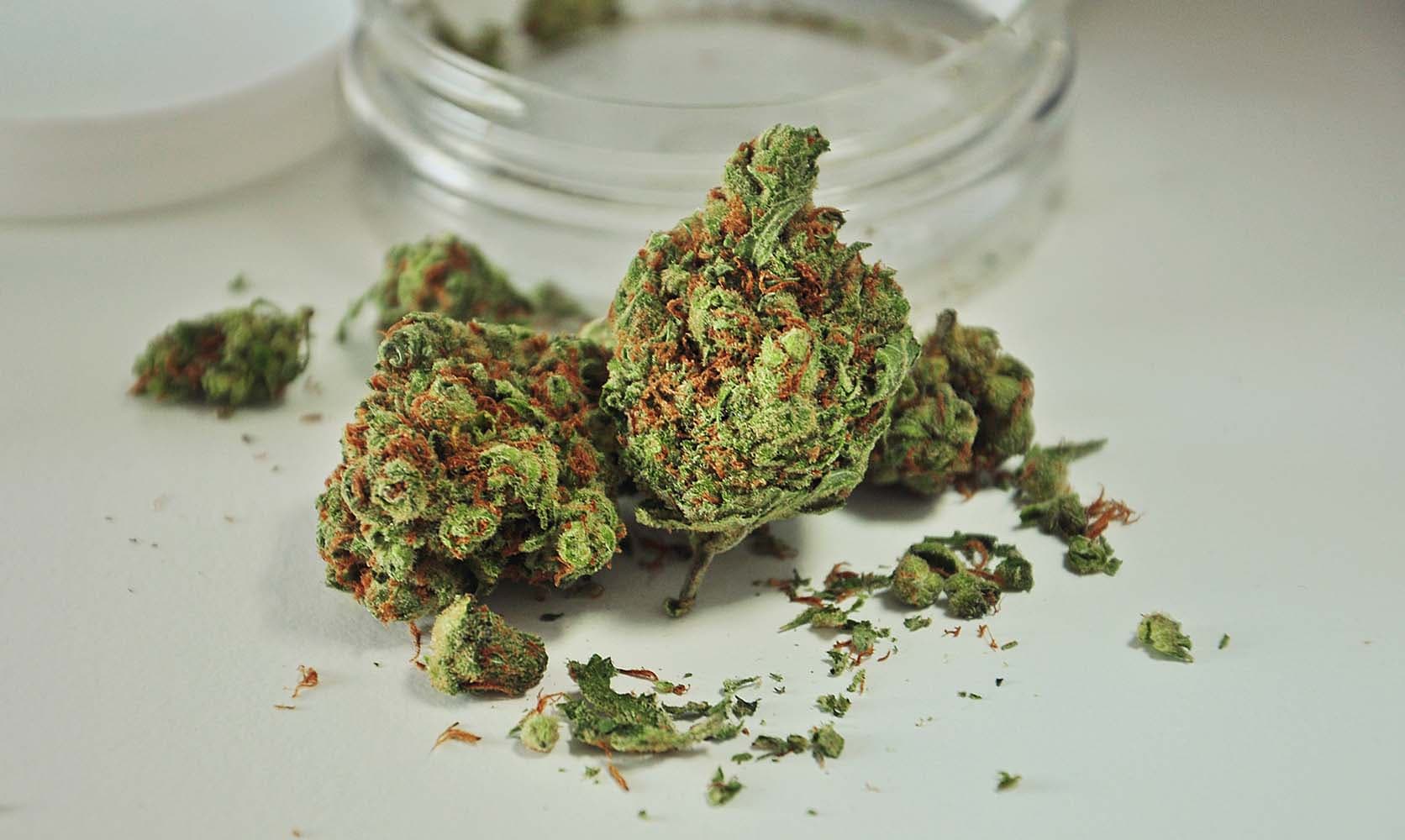 Wholesale CBD Flowers Spain para tiendas y distribuidores con stock estable en La Cosechera