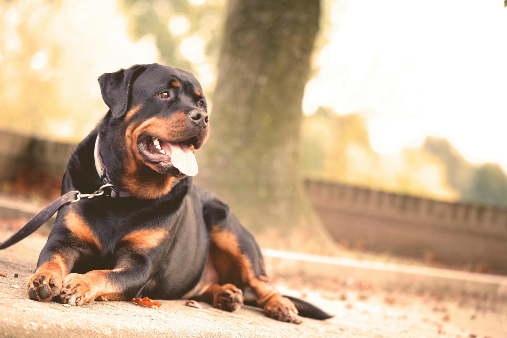 Security Dogs for Physical Security & Property Protection