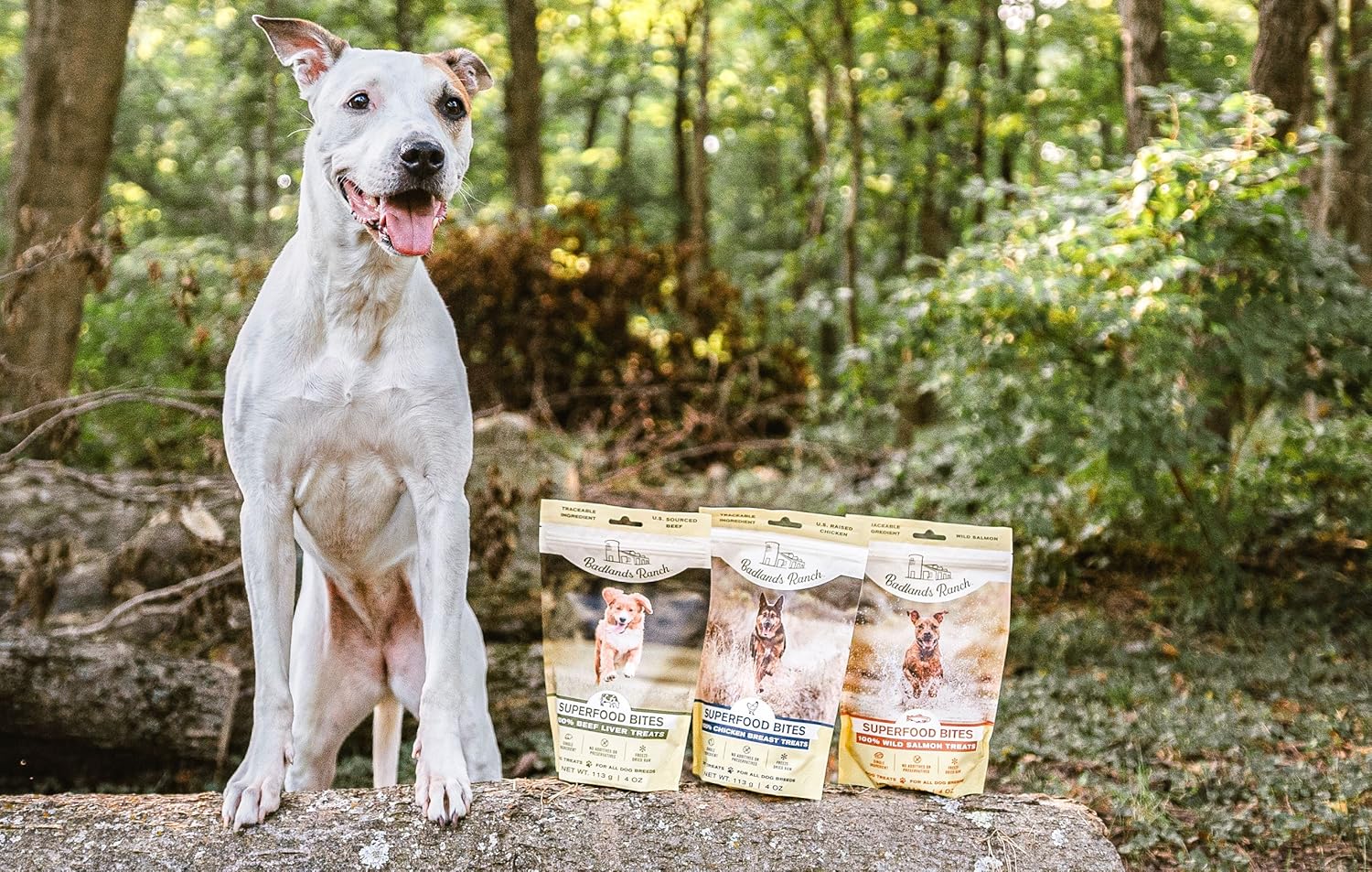 Unlocking the Superfood Power in Dr Martys Dog Food