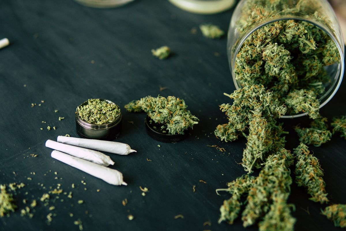 Wholesale CBD Flowers Spain para tiendas y distribuidores con stock estable en La Cosechera