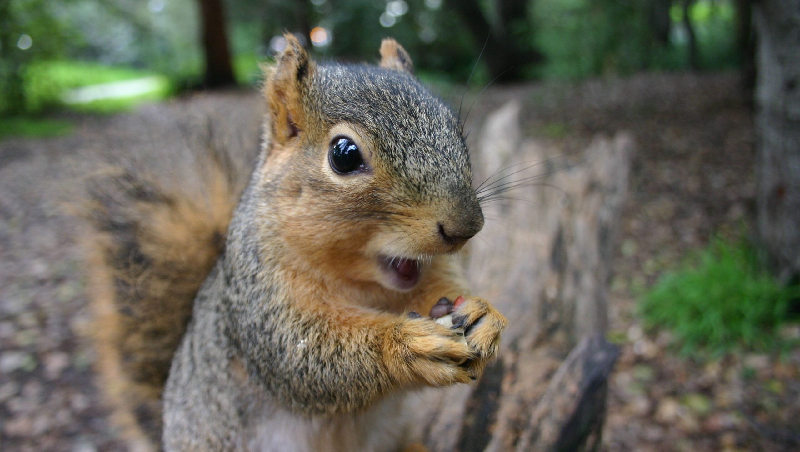 Affordable Squirrel Removal Experts Near You