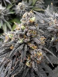 Dein Cannabis Club Hamburg – Blütenbande e.V. stellt sich vor