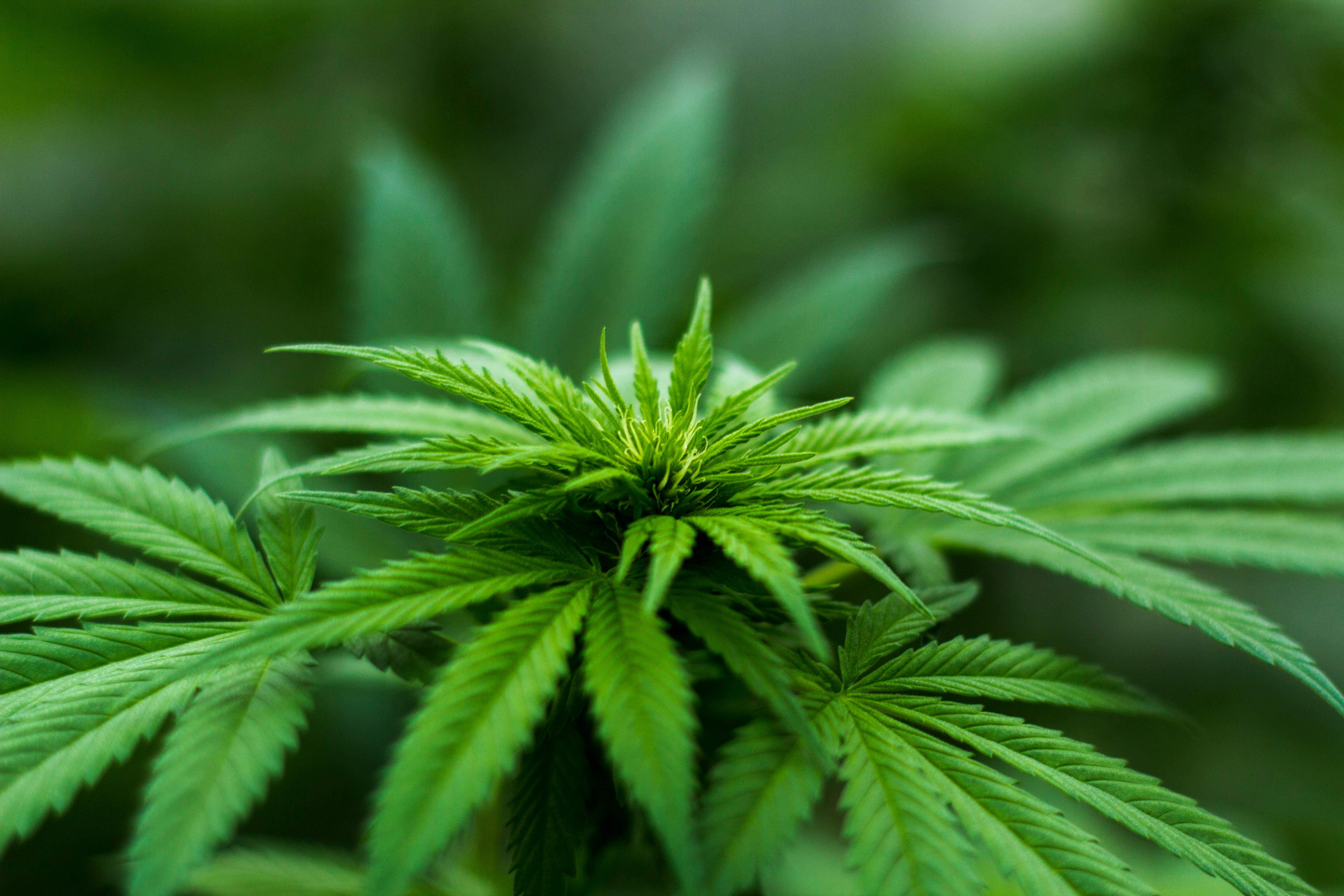 EXPLORING THE HISTORY OF CANNABIS IN GLOBAL FOOD TRADITIONS