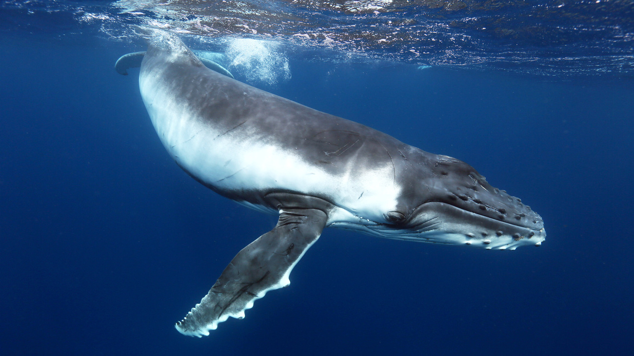 Protecting Whales’ Rights: A-LAW with marianthi baklava Driving Legal Change