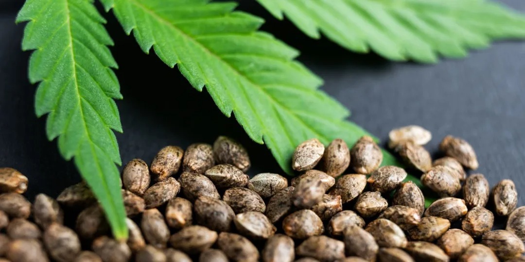 Cannabis Club Valencia | Guided Access by Clubs Cannabis Madrid