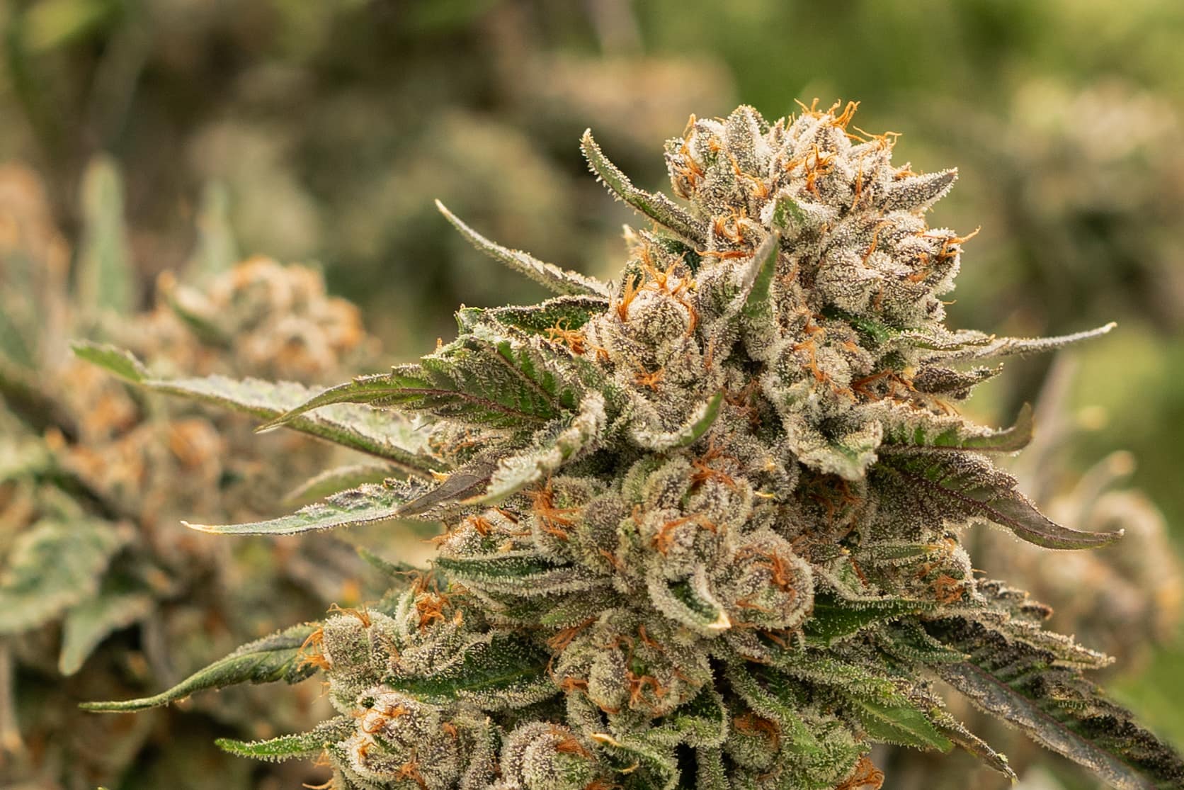 Explore Quality Cannabis at Bud Cargo – Your Trusted Source for the Pure Michigan Strain in Canada