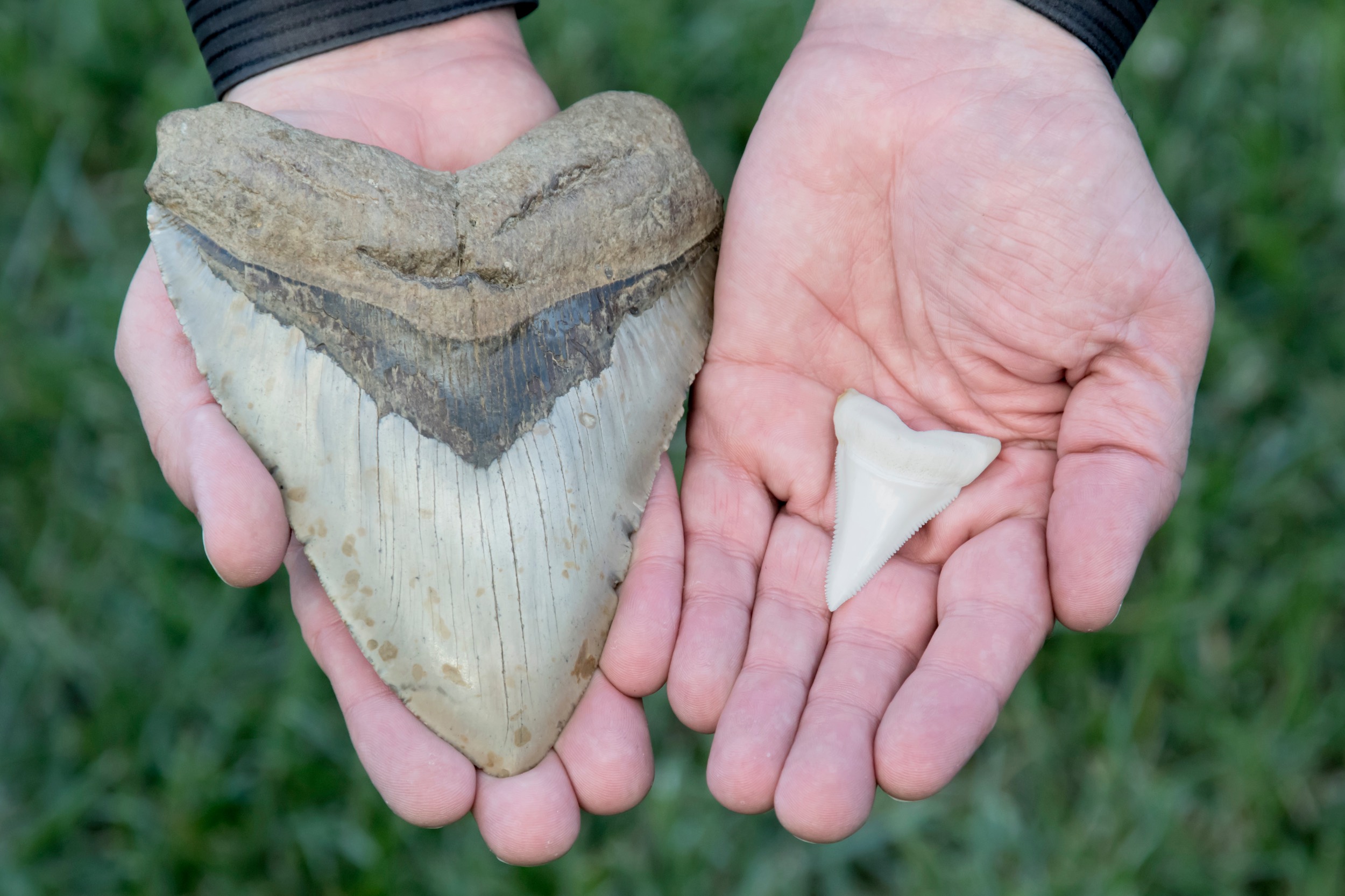 AUTHENTIC MEGALODON TEETH: A GUIDE FOR FOSSIL ENTHUSIASTS