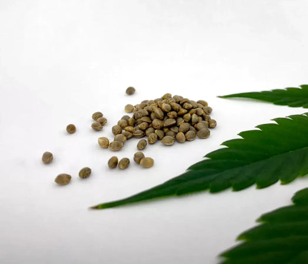 Premium Kratom Tea at Popup CNX in Chiang Mai